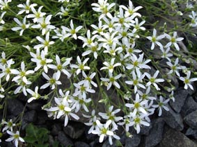 Arenaria grandiflora